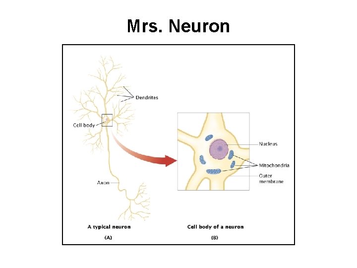 Mrs. Neuron 