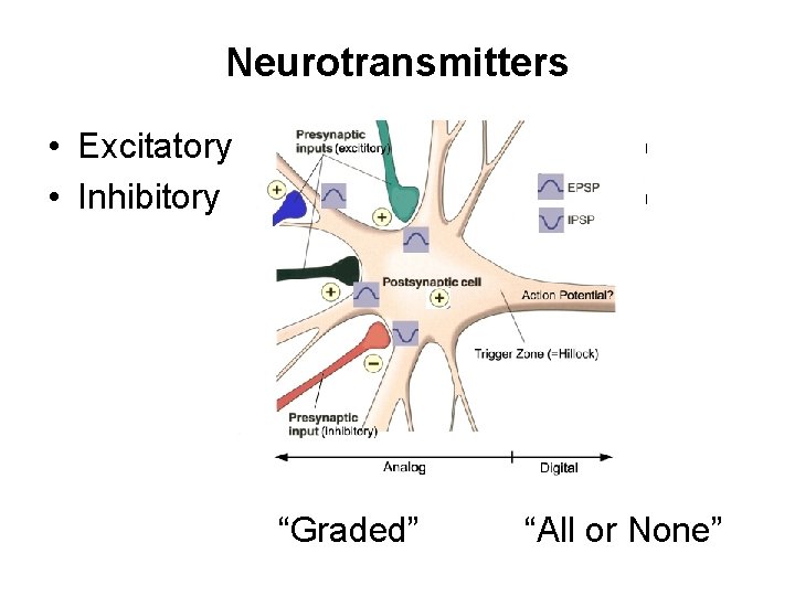 Neurotransmitters • Excitatory (increase chance of firing) • Inhibitory (decrease chance of firing) “Graded”