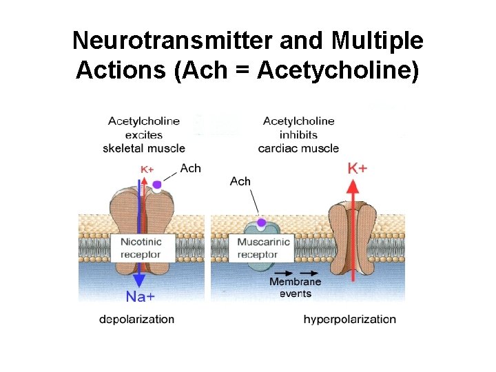 Neurotransmitter and Multiple Actions (Ach = Acetycholine) 