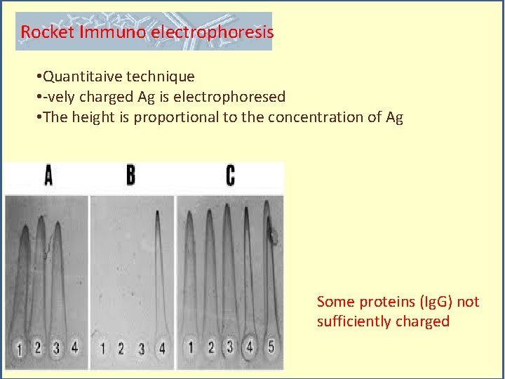 Rocket Immuno electrophoresis • Quantitaive technique • -vely charged Ag is electrophoresed • The