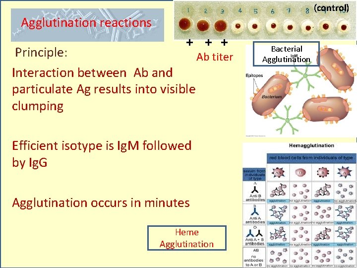 (control) Agglutination reactions + + + Principle: Ab titer Interaction between Ab and particulate