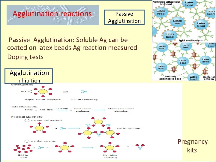 Agglutination reactions Passive Agglutination: Soluble Ag can be coated on latex beads Ag reaction
