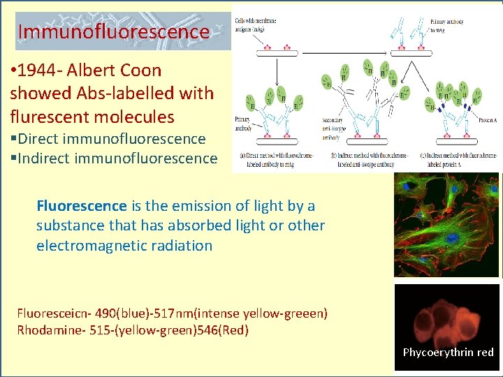 Immunofluorescence • 1944 - Albert Coon showed Abs-labelled with flurescent molecules §Direct immunofluorescence §Indirect