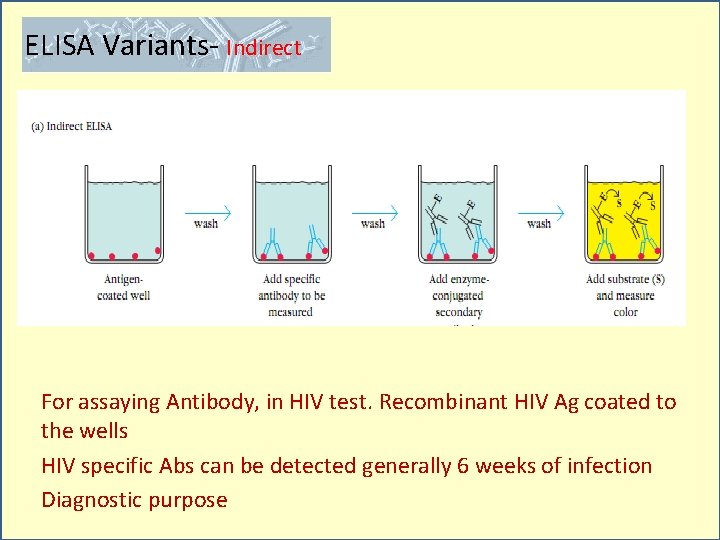 ELISA Variants- Indirect For assaying Antibody, in HIV test. Recombinant HIV Ag coated to