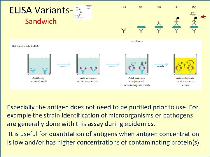 ELISA Variants. Sandwich Especially the antigen does not need to be purified prior to