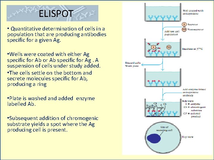 ELISPOT • Quantitative determination of cells in a population that are producing antibodies specific