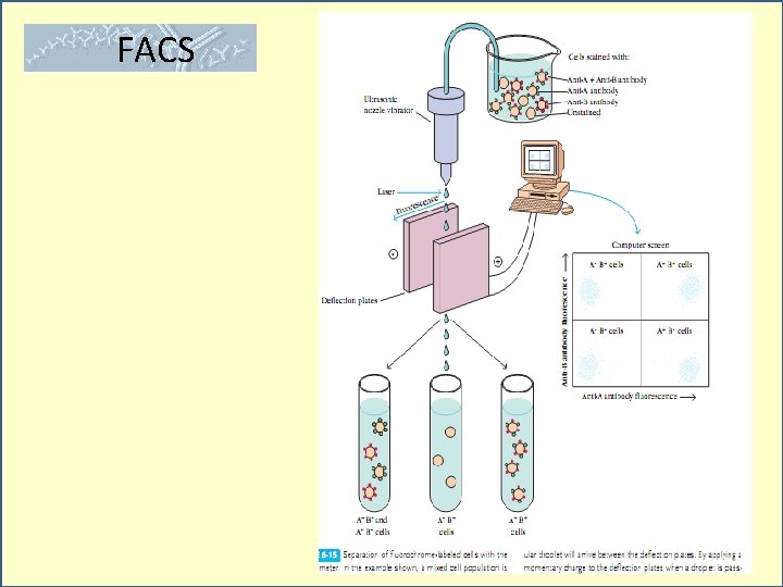 FACS 
