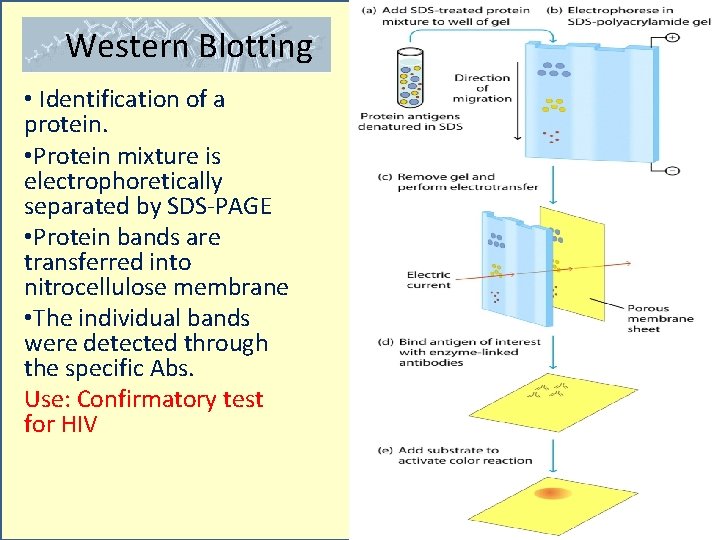 Western Blotting • Identification of a protein. • Protein mixture is electrophoretically separated by