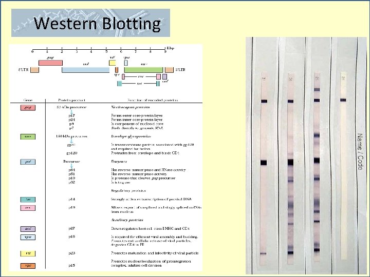 Western Blotting 
