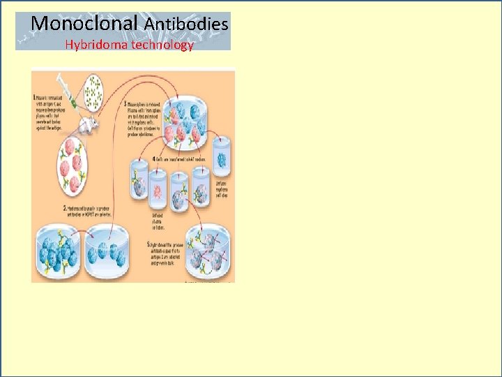 Monoclonal Antibodies Hybridoma technology 