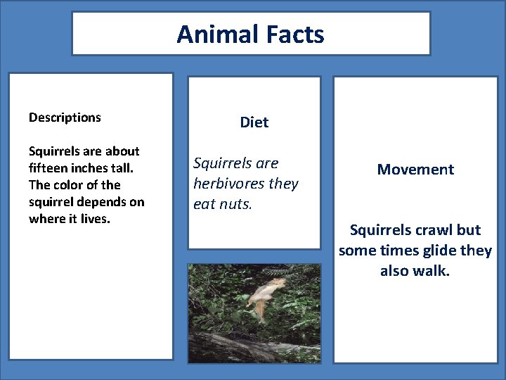 Animal Facts Descriptions Squirrels are about fifteen inches tall. The color of the squirrel