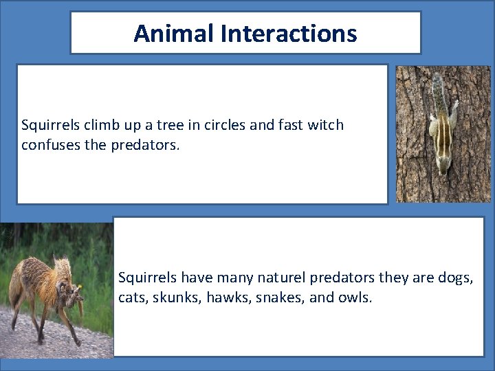 Animal Interactions Squirrels climb up a tree in circles and fast witch confuses the
