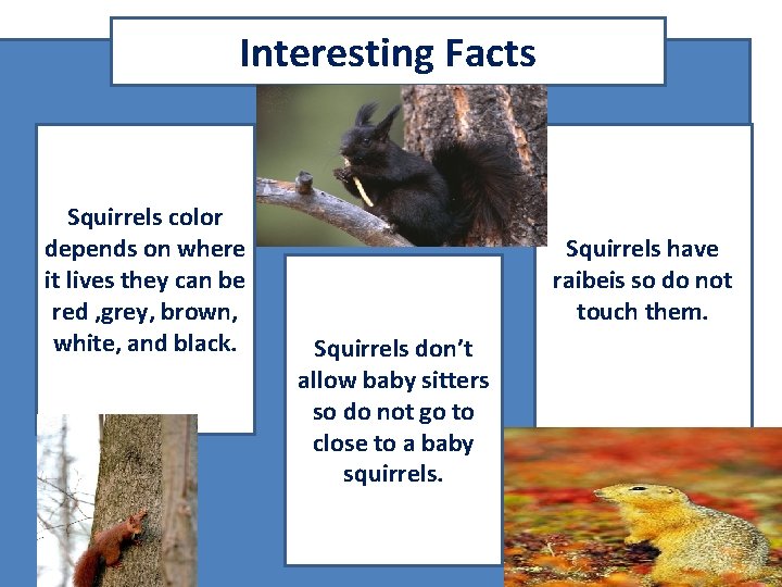 Interesting Facts Squirrels color depends on where it lives they can be red ,
