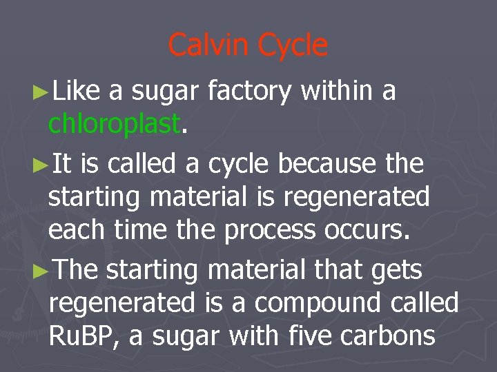 Calvin Cycle ►Like a sugar factory within a chloroplast. ►It is called a cycle