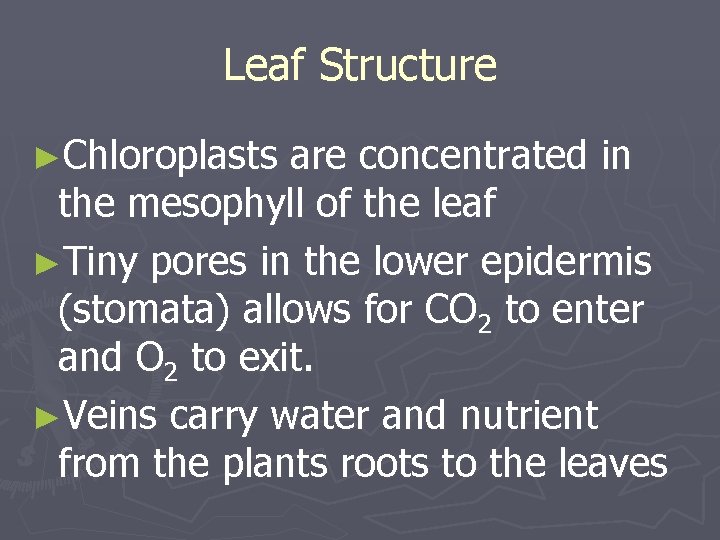 Leaf Structure ►Chloroplasts are concentrated in the mesophyll of the leaf ►Tiny pores in
