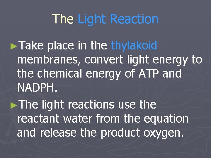 The Light Reaction ►Take place in the thylakoid membranes, convert light energy to the