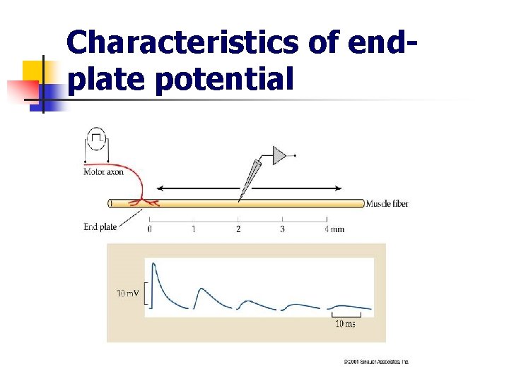 Characteristics of endplate potential 