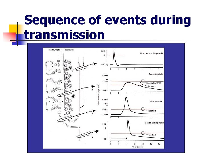 Sequence of events during transmission 