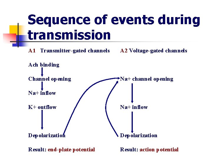 Sequence of events during transmission A 1 Transmitter-gated channels A 2 Voltage-gated channels Ach