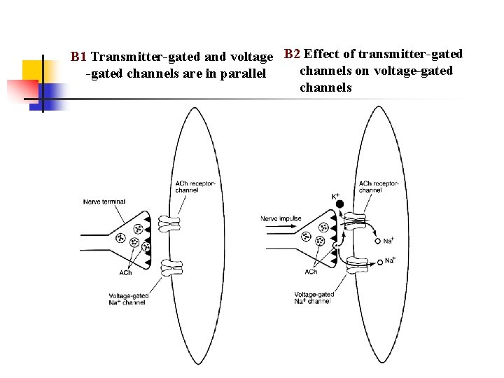 B 1 Transmitter-gated and voltage B 2 Effect of transmitter-gated channels on voltage-gated channels