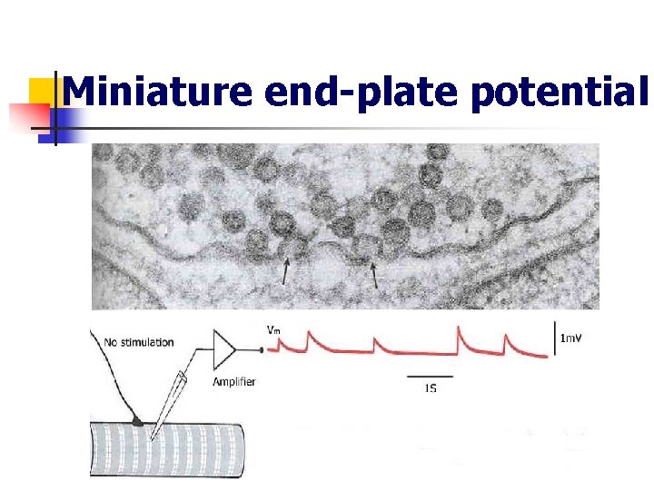 Miniature end-plate potential 
