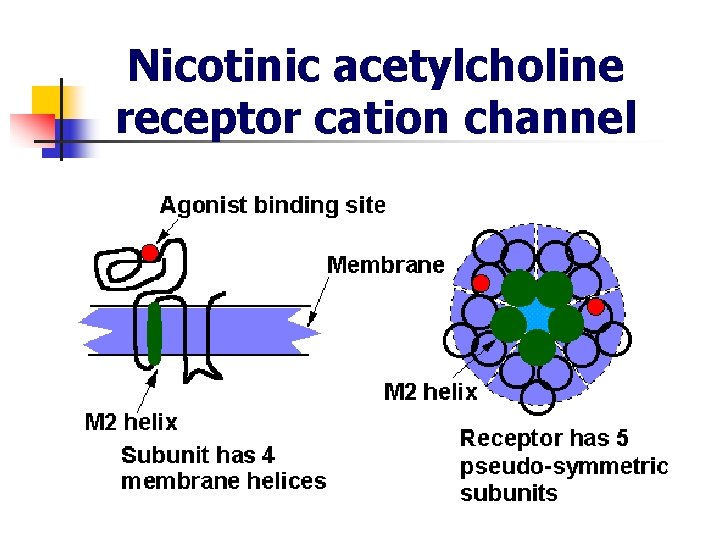 Nicotinic acetylcholine receptor cation channel 