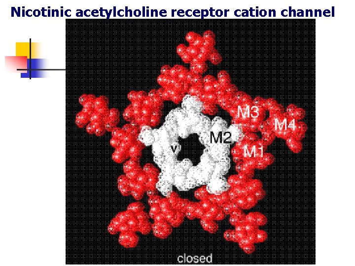 Nicotinic acetylcholine receptor cation channel 