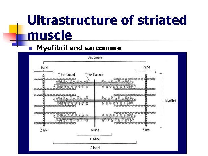 Ultrastructure of striated muscle n Myofibril and sarcomere 