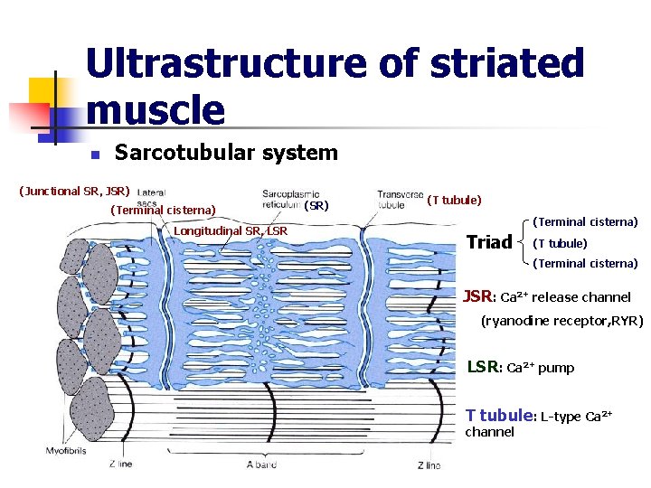 Ultrastructure of striated muscle n Sarcotubular system (Junctional SR, JSR) (Terminal cisterna) Longitudinal SR,