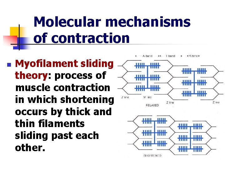 Molecular mechanisms of contraction n Myofilament sliding theory: process of muscle contraction in which