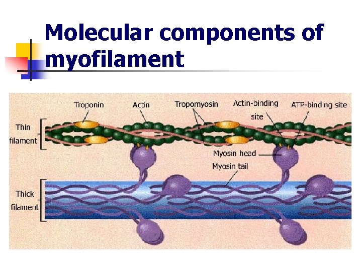 Molecular components of myofilament 