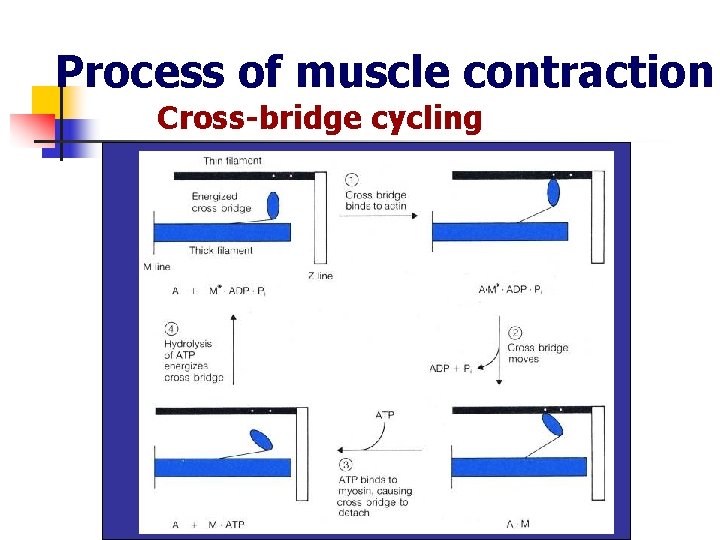 Process of muscle contraction Cross-bridge cycling 
