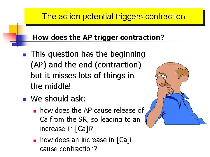 The action potential triggers contraction How does the AP trigger contraction? n n This