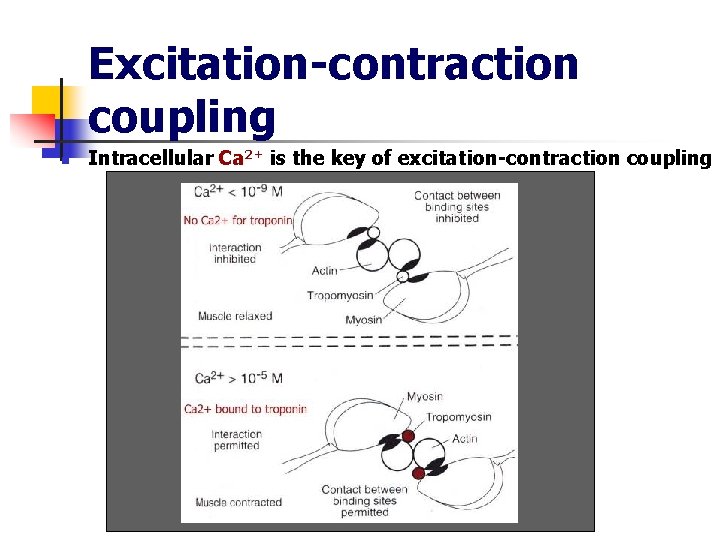 Excitation-contraction coupling n Intracellular Ca 2+ is the key of excitation-contraction coupling 