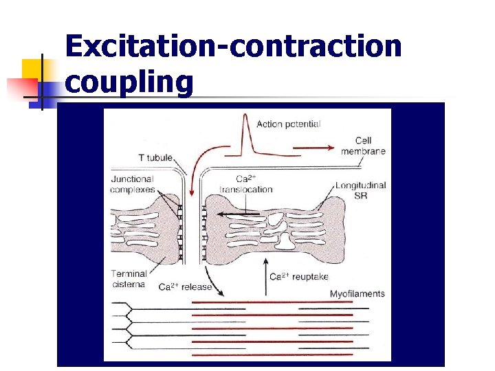 Excitation-contraction coupling 