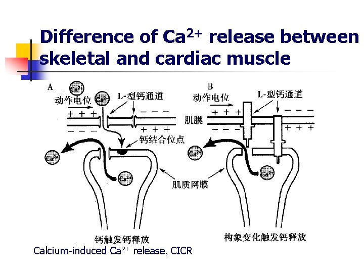 Difference of Ca 2+ release between skeletal and cardiac muscle Calcium-induced Ca 2+ release,