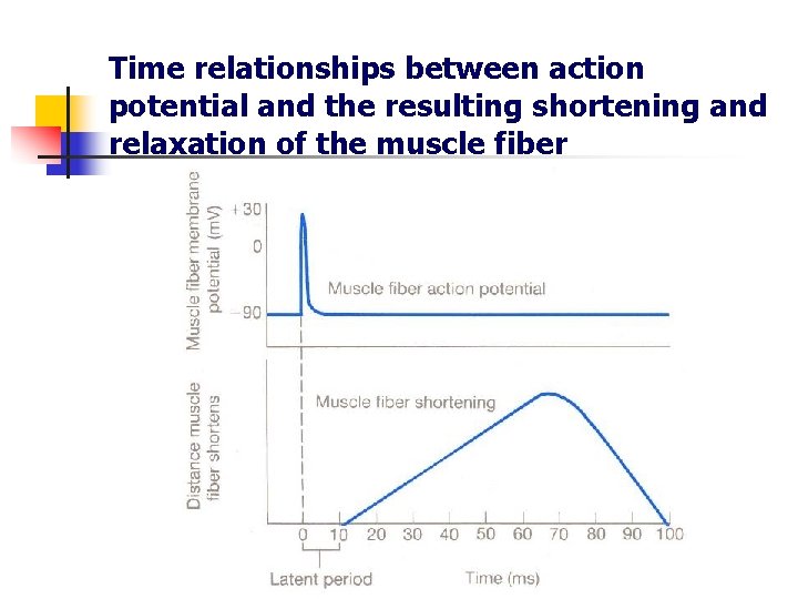 Time relationships between action potential and the resulting shortening and relaxation of the muscle