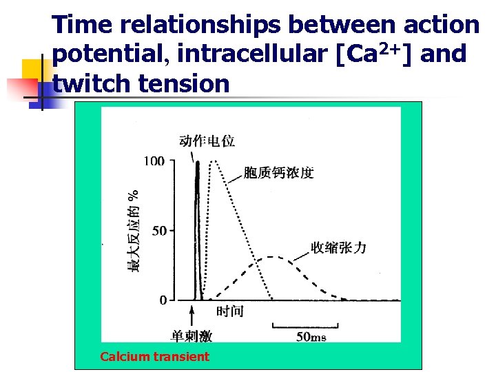 Time relationships between action potential, intracellular [Ca 2+] and twitch tension Calcium transient 
