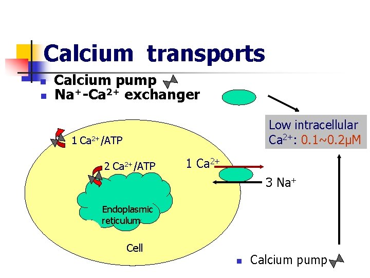Calcium transports n n Calcium pump Na+-Ca 2+ exchanger Low intracellular Ca 2+: 0.
