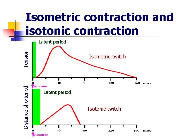 Isometric contraction and isotonic contraction Distance shortened Tension Latent period Isometric twitch Latent period