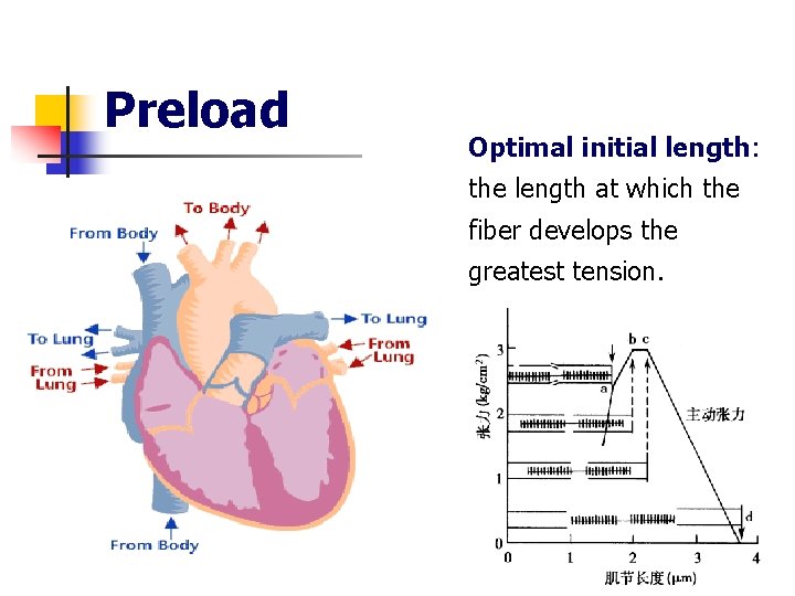 Preload Optimal initial length: the length at which the fiber develops the greatest tension.