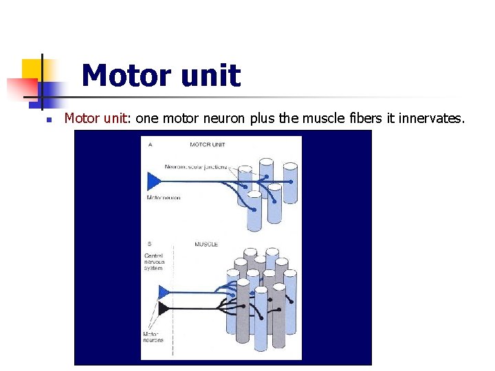 Motor unit n Motor unit: one motor neuron plus the muscle fibers it innervates.