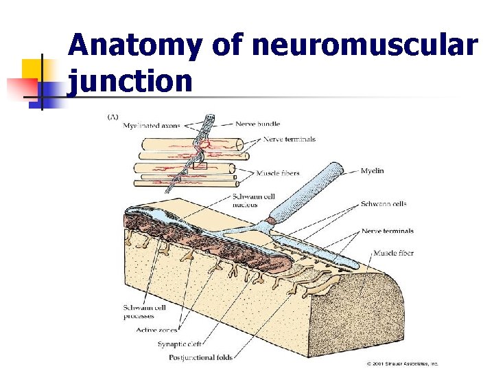 Anatomy of neuromuscular junction 
