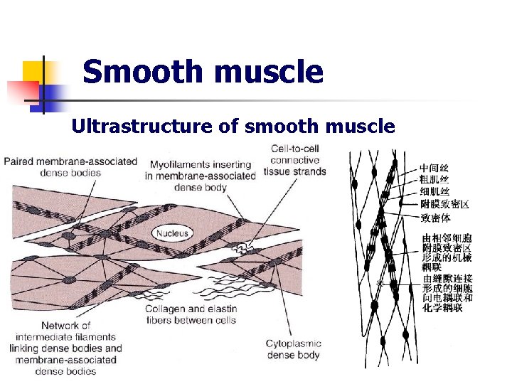 Smooth muscle Ultrastructure of smooth muscle 
