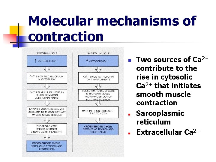 Molecular mechanisms of contraction n Two sources of Ca 2+ contribute to the rise