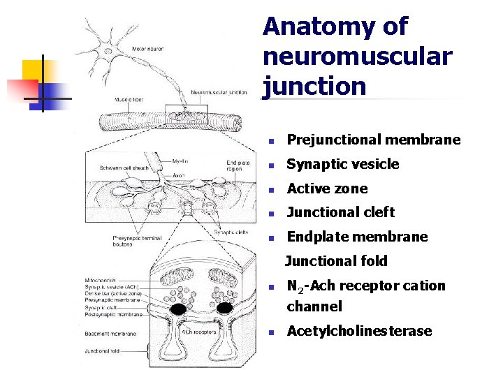 Anatomy of neuromuscular junction n Prejunctional membrane n Synaptic vesicle n Active zone n
