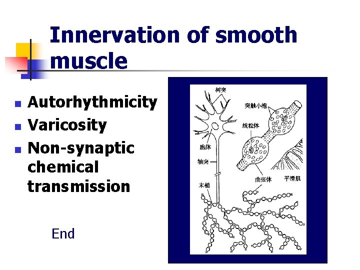 Innervation of smooth muscle n n n Autorhythmicity Varicosity Non-synaptic chemical transmission End 