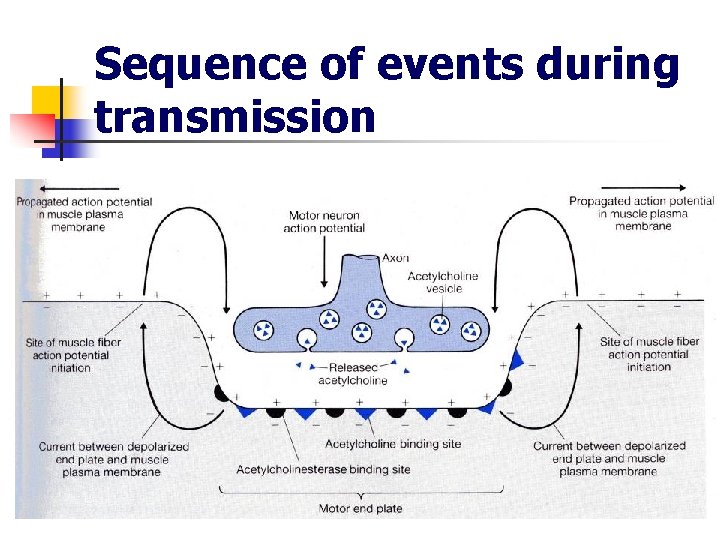 Sequence of events during transmission 
