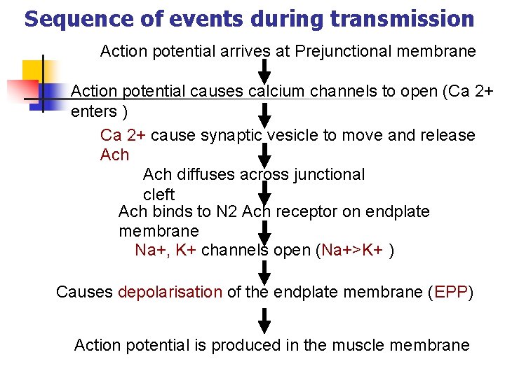 Sequence of events during transmission Action potential arrives at Prejunctional membrane Action potential causes