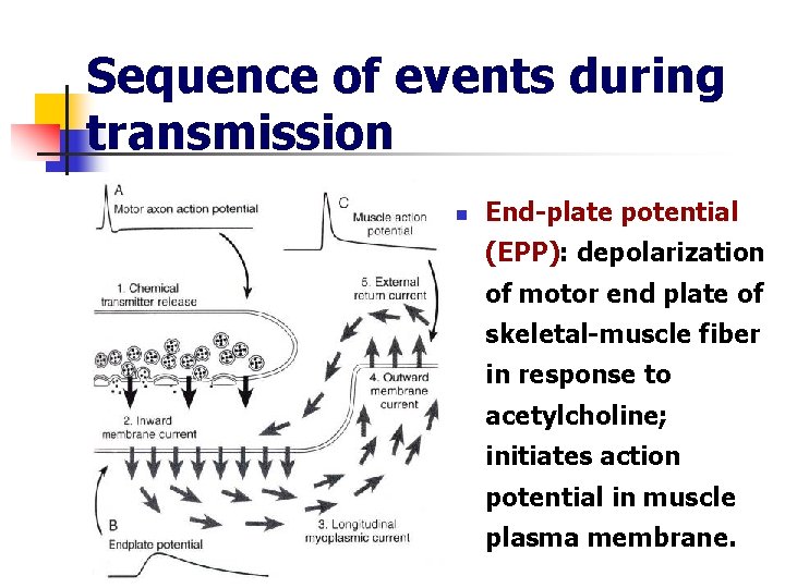 Sequence of events during transmission n End-plate potential (EPP): depolarization of motor end plate